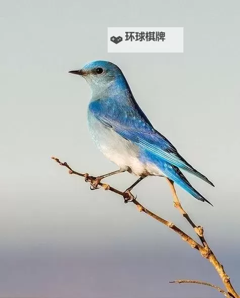 《光与影33号远征队》西蒙打法教学 西蒙怎么打图1